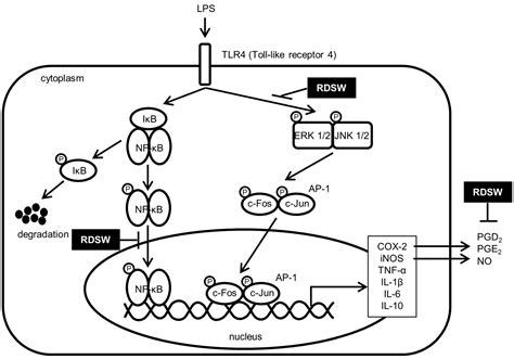 Ijms Free Full Text Refined Deep Sea Water Suppresses Inflammatory Responses Via The Mapkap