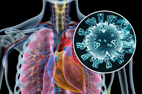 Qu Es Y C Mo Se Contagia El Metapneumovirus Humano Que Se Expande En