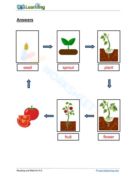 Life Cycle Of A Tomato Worksheet Zone