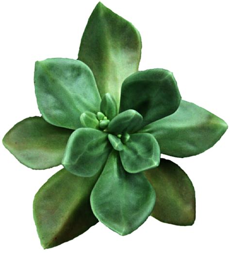 Succulent clipart echeveria, Succulent echeveria Transparent FREE for ...