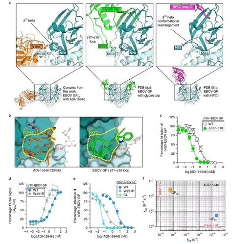 【nat Struct Mol Biol】埃博拉幸存者的抗体结构解析，为新型抗体和疫苗研发提供新靶点病毒