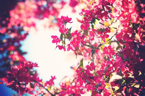 Blooming Flowers Wallpapers - Wallpaper Cave