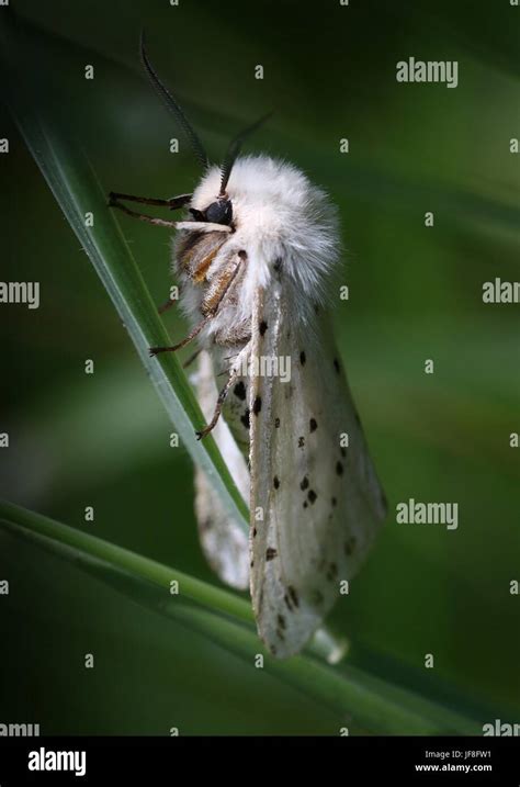 European White Ermine Moth Spilosoma Lubricipeda Stock Photo Alamy