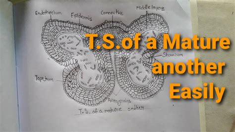 How To Draw T S Of A Mature Anther Botany Diagram Very Easy Way Step By