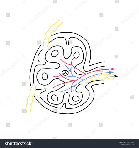 Lymph Node Structure Schematic Diagram Lymph Stock Vector (Royalty Free) 1976514824 | Shutterstock