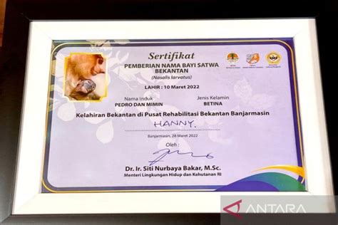 Menteri LHK Beri Nama Hanny Si Bayi Bekantan Di Banjarmasin ANTARA News