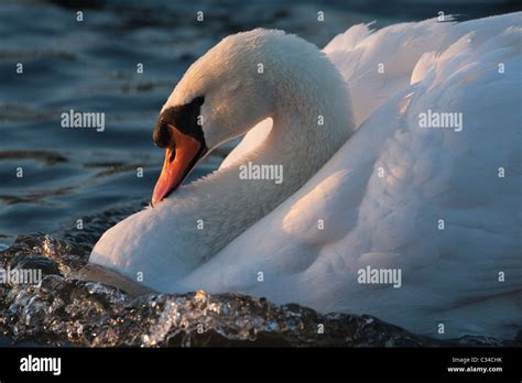 Mute Swan aggression Stock Photo - Alamy