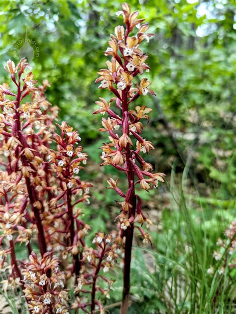 Aboutorchids Blog Archive These Coral Root Orchids Are Welcoming Summer