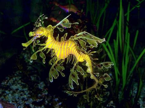 Sea Dragon Sea Dragon Leafy Sea Dragon Weedy Sea Dragon