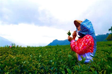 走進台灣山林，森呼吸推薦行程 東南旅遊