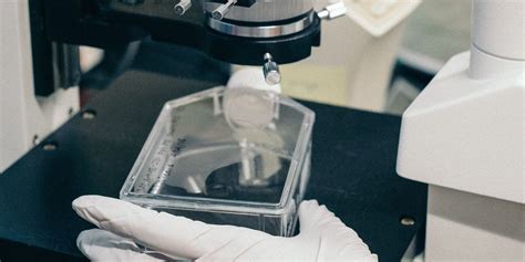 Bluebird Bio Stock Down as Analyst Raises Worries About Zyntelgo Launch