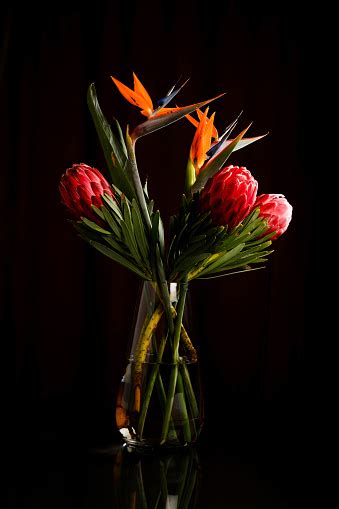 Vase Of Red Ice Proteas And Crane Flowers Stock Photo Download Image