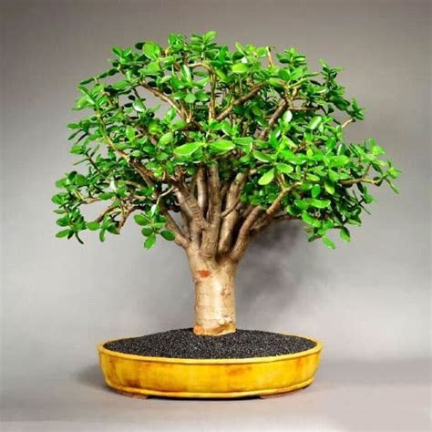 Rbol De Jade Crassula Ovata Cuidados Y Curiosidades