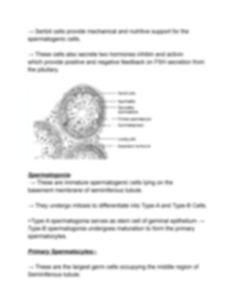 Solution Histology Of Testis Studypool