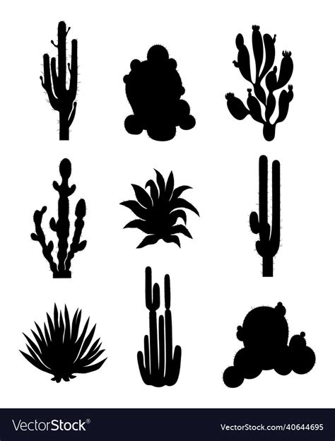 Set of different types cactus on white background Vector Image