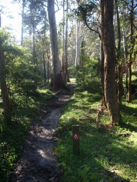 Berowra Valley National Park, Hornsby - Free Guided Walk: Blue Gum Walk