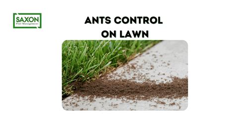 Ants Control On Lawn Saxon Pest Management