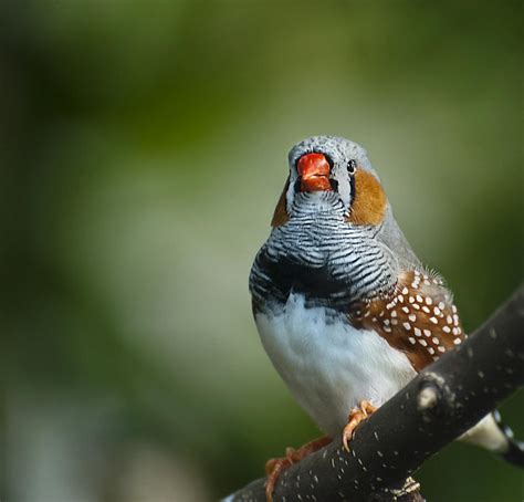 Zebra Finch Taeniopygia Guttata Ii Photograph By Robin Webster Fine