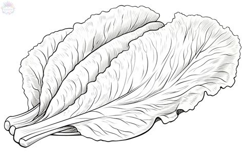 Lettuce Coloring Pages