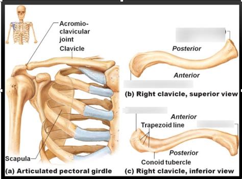 Clavicle And Upper Extremity Bones Diagram Quizlet