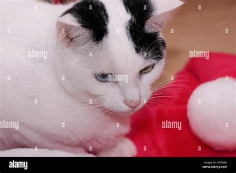 A Portrait Of A Black And White Domestic Cat Felis Catus Sitting