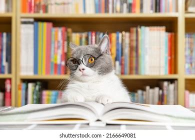 20 272 Cat Reading Royalty Free Photos And Stock Images Shutterstock