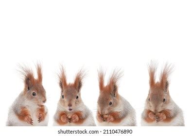 4,234 Squirrel Eating Hazelnuts Images, Stock Photos & Vectors ...