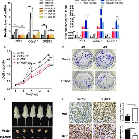 The Inhibitory Roles Of Mof In Era Signaling Cellular Proliferation