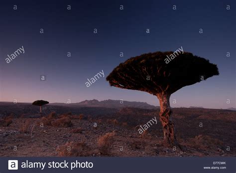 Socotra Plants Fotos Und Bildmaterial In Hoher Auflösung Alamy