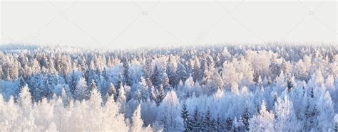 Panorama in the winter forest Stock Photos, Royalty Free Panorama in ...