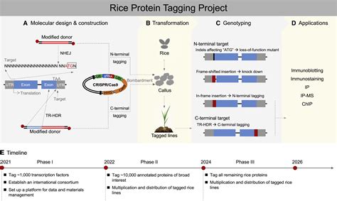 Rice Protein Tagging Project A Call For International Collaborations