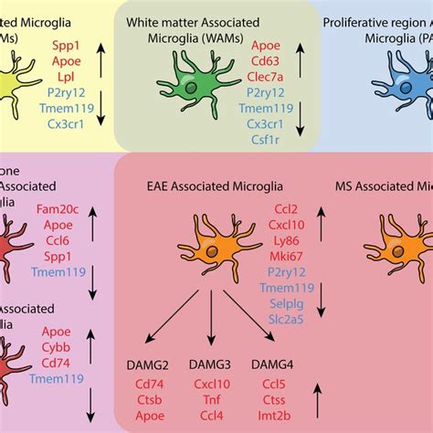 Microglial Functions In The Central Nervous System Microglia Have Many