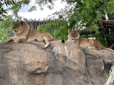 The rare case of a lioness with a mane | Popular Science