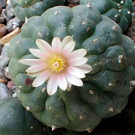 El Peyote Qué Es Cuales Son Sus Efectos Y Beneficios Simply Nature