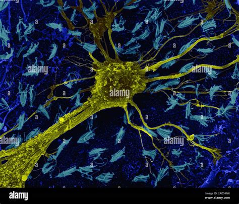 Astrocytic Neuroglial Cell Astrocyte From The Central Nervous System