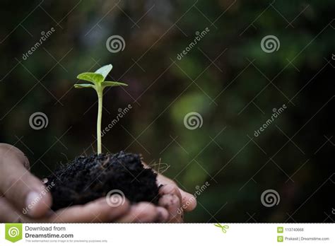 Les Femmes Remettent Plantent Les Jeunes Plantes Dans Le Sol Photo