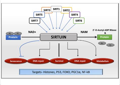 Figure From Sirt And Sirt Activity Control In Neurodegenerative