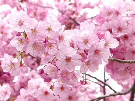 Siembra sakura o cerezo japonés a partir de sus semillas Plantas