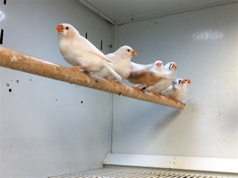 BROWN OR WHITE ZEBRA FINCHES FOR SALE| Finches for Sale Near Me in