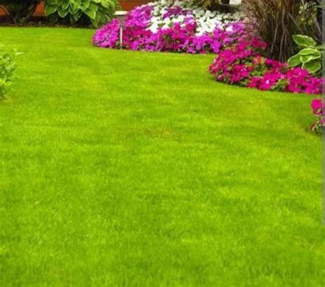 Grass Landscaping Service in Amroha | ID: 2851601900697