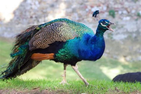 Are Peacocks Aggressive Do They Attack Humans