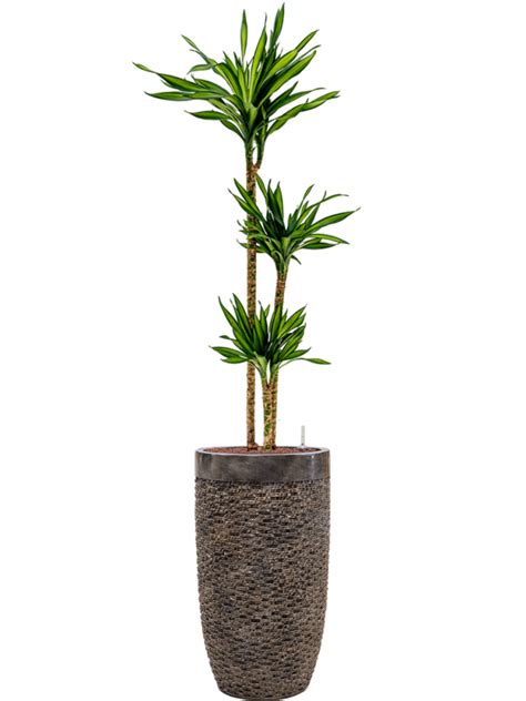 Dracaena Fragrans Riki Donica Baq Luxe Lite Universe Layer