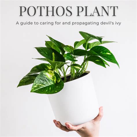 Pothos Plant Care And Propagation Dengarden