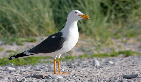 КЛУША ᐈ Фото и описание
