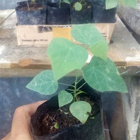 Jual Bibit Daun Cincau Bulu Cincau Rambat Cincau Hijau Bibit Cincau Di