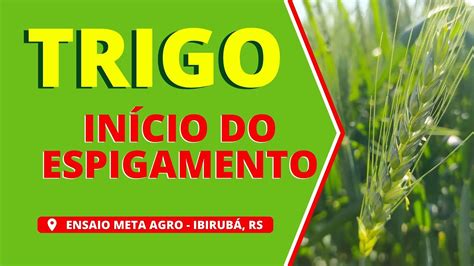 Ensaio de Cultivares de Trigo Ibirubá RS Início do espigamento YouTube