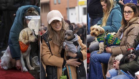 Fotos Dueños y mascotas disfrutan de las Fiestas de San Antón Imágenes