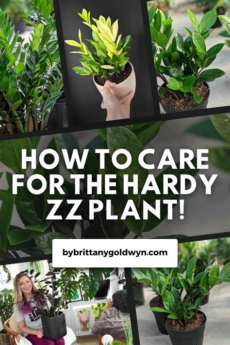 Zz Plant Pin By Brittany Goldwyn Live Creatively