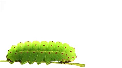 Luna Moth Caterpillar