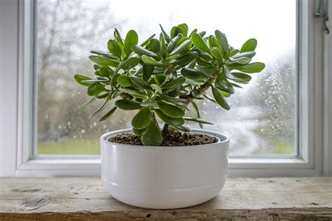 Como Plantar E Cultivar Uma Rvore De Jade Em Casa Dicas Da Av